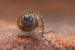 New Tilari Hairy Snail Species Discovered