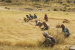 Free Trade Agreements Threaten Farmers’ Seed Rights