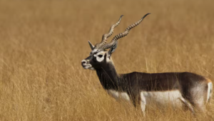 Chhattisgarh Successfully Revives Blackbuck Population