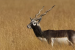 Chhattisgarh Successfully Revives Blackbuck Population