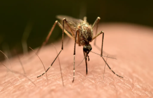 First Local Chikungunya Virus Case in US Since 2019
