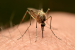 First Local Chikungunya Virus Case in US Since 2019