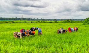 2023 में 10,786 किसान और कृषि मज़दूरों की आत्महत्या: कृषि क्षेत्र की गहराती त्रासदी