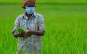 परंपरागत कृषि विकास योजना (PKVY): जैविक खेती की दिशा में भारत की अग्रणी पहल