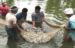 भारतीय समुद्री मत्स्य उत्पाद जल्द पाएंगे MSC प्रमाणन: निर्यात, आय और सतत मछली पालन को मिलेगा प्रोत्साहन