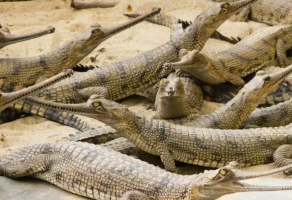 घड़ियाल ‘Critically Depleted’ घोषित: IUCN ग्रीन स्टेटस रिपोर्ट से संरक्षण पर फिर उठा सवाल