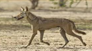 विलुप्ति की कगार पर भारतीय भेड़िया: IUCN ने दी नई पहचान और चेतावनी