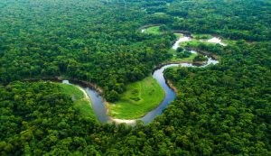 REDD+ परियोजनाओं में गिरावट: केवल 19% ने वनों की कटाई रोकने में पाई सफलता