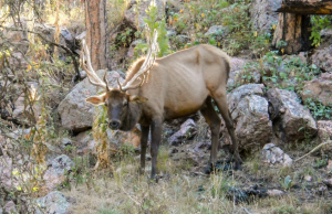 फ्लोरिडा में फिर मिला ‘ज़ॉम्बी डियर रोग’ का मामला, वन्यजीवों के लिए गंभीर चेतावनी