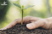 Bamboo Project Launched for Kolam Tribe in Adilabad under Green India Challenge