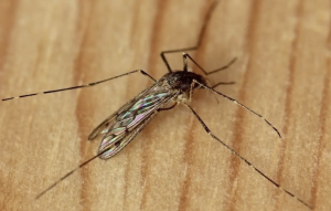 Mosquitoes Found in Iceland for the First Time