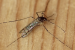 Mosquitoes Found in Iceland for the First Time