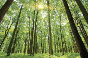 India Among World’s Top Ten Forest Carbon Sinks: FAO Report