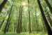 India Among World’s Top Ten Forest Carbon Sinks: FAO Report