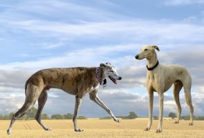 Rampur Hound, Mudhol Hound: BSF takes lead to train Indian Dog Breeds in K9 Units
