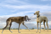Rampur Hound, Mudhol Hound: BSF takes lead to train Indian Dog Breeds in K9 Units