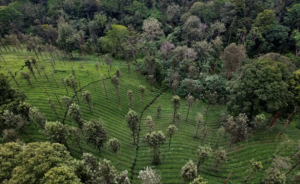 IUCN की रिपोर्ट में पश्चिमी घाट, मानस और सुंदरबन को “Significant Concern” श्रेणी में रखा गया