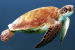 Seven-Month Fishing Ban Imposed to Protect Olive Ridley Turtles in Gahirmatha