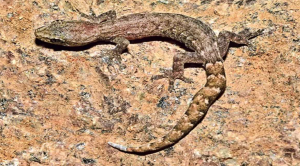 तिरुमला की पहाड़ियों से मिली नई छिपकली प्रजाति: Hemiphyllodactylus venkatadri