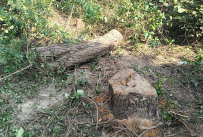 हापुड़: हस्तिनापुर वन्यजीव अभयारण्य में खैर के पेड़ों की अवैध कटाई पर कार्रवाई