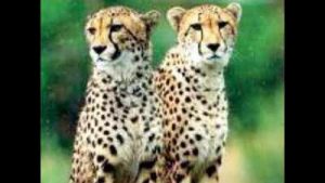 Nauradehi sanctuary cleared for cheetah reintroduction
