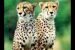 Nauradehi sanctuary cleared for cheetah reintroduction