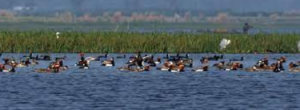 Gogabeel Lake Declared India’s 94th Ramsar Site
