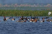 Gogabeel Lake Declared India’s 94th Ramsar Site