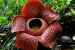 The Corpse Flower: The Rare Bloom That Smells Like Death