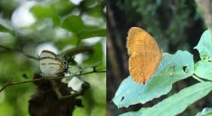 Six New Butterfly Species Link Tibet and India Across the Brahmaputra