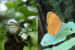 Six New Butterfly Species Link Tibet and India Across the Brahmaputra