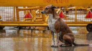 Supreme Court Orders Removal of Stray Dogs from Public Spaces