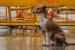 Supreme Court Orders Removal of Stray Dogs from Public Spaces
