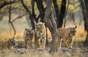 The World’s Largest Wildlife Survey