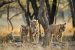 The World’s Largest Wildlife Survey