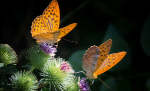 Namdapha Butterfly Festival to Celebrate Arunachal’s Biodiversity