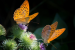 Namdapha Butterfly Festival to Celebrate Arunachal’s Biodiversity