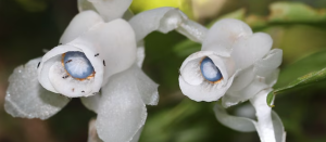 Japan’s Ghost Plants Thrive Without Sunlight