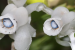 Japan’s Ghost Plants Thrive Without Sunlight