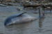 Amazon Dolphins Die in Lake Tefé Heatwave Tragedy