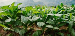 तंबाकू किसानों को COP11 से बाहर रखने पर FAIFA ने WHO-FCTC के निर्णय की निंदा की