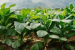 FAIFA criticises WHO-FCTC COP11 for excluding tobacco farmers
