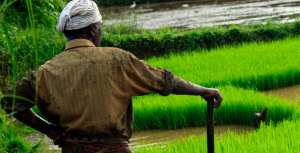 Defend Farmers’ Rights, Protect Genetic Resources, Scientists Tell Government Ahead of Lima Meet