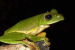 Malabar Gliding Frog and Its Unique Foam-Nest Strategy