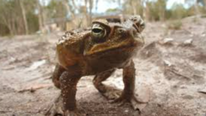 Cane toad ranked world’s most invasive species