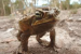 Cane toad ranked world’s most invasive species
