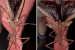 Giant Stick Insect Species Discovered in Australia