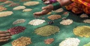 Draft Seeds Bill 2025 Aims to Curb Spurious Seeds, Protect Farmers