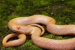 Rare Albino Checkered Keelback Discovery at Assam State Zoo