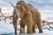 Ancient RNA Recovered from a 39,000-Year-Old Woolly Mammoth